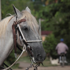 2015-08 La fiesta de los toros